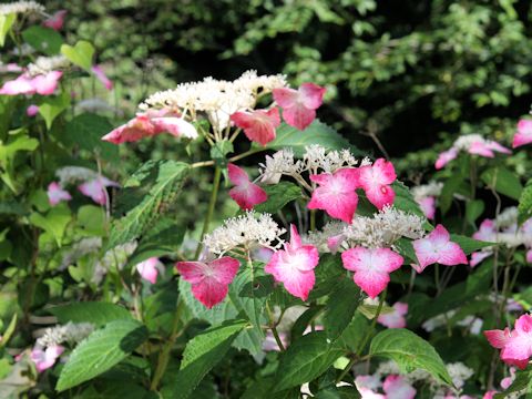 Hydrangea serrata f. rosalba