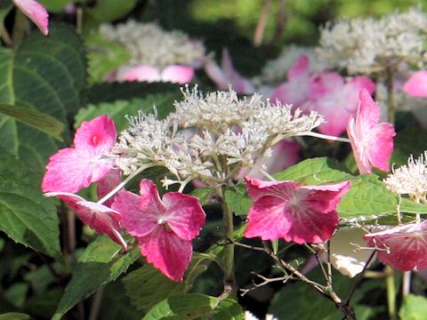 Hydrangea serrata f. rosalba