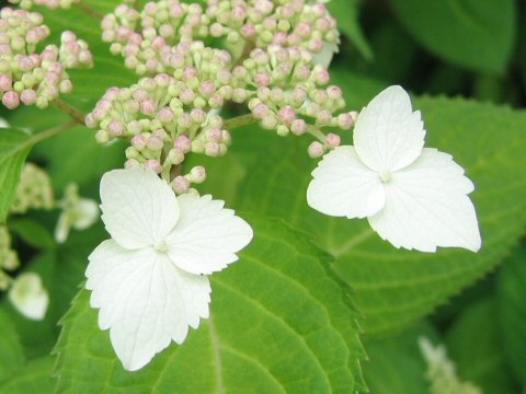 Hydrangea serrata f. rosalba