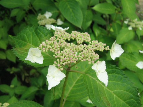 Hydrangea serrata f. rosalba