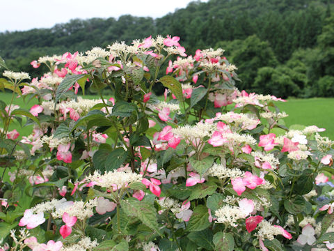 Hydrangea serrata f. rosalba