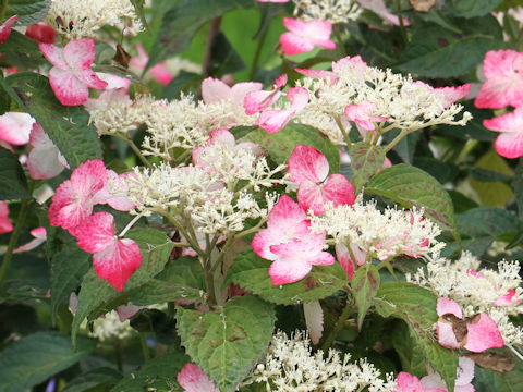 Hydrangea serrata f. rosalba