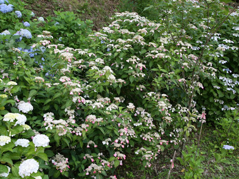 Hydrangea serrata f. rosalba