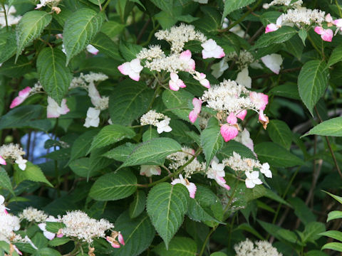 Hydrangea serrata f. rosalba