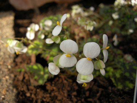 Begonia bowerae