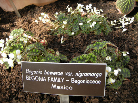 Begonia bowerae