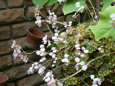 Begonia bowerae