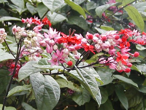 Clerodendrum x speciosum