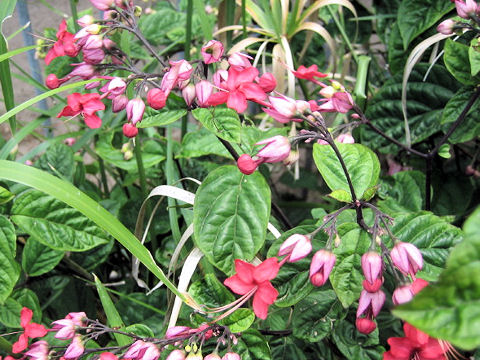 Clerodendrum x speciosum