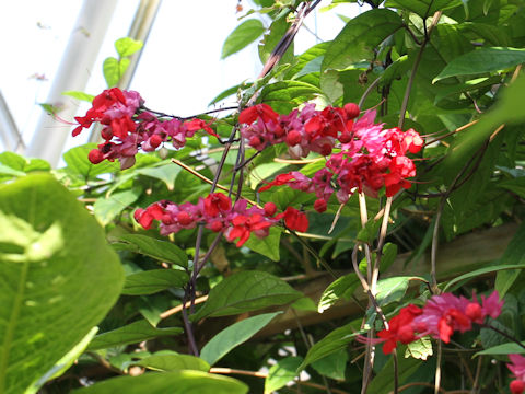 Clerodendrum x speciosum