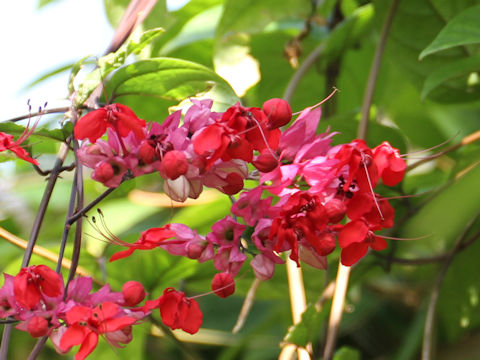 Clerodendrum x speciosum