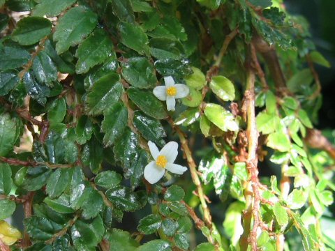 Begonia foliosa