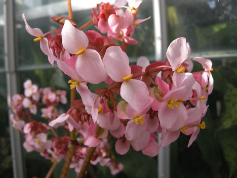 Begonia heracleifolia