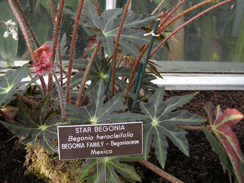 Begonia heracleifolia