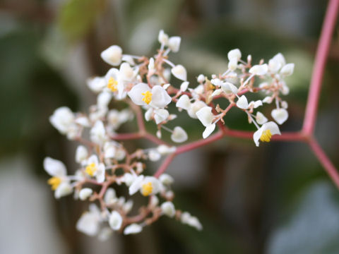 Begonia kellermanii