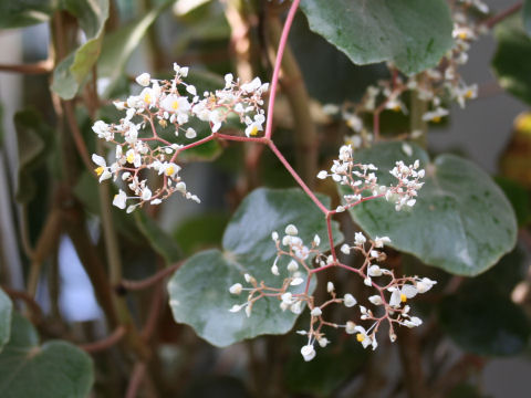 Begonia kellermanii