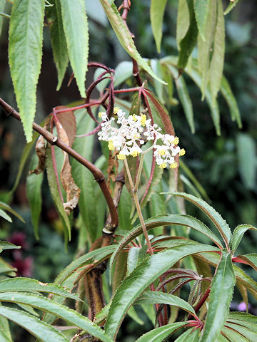 Begonia luxurians