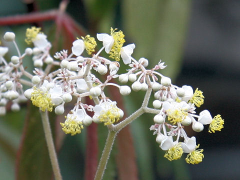 Begonia luxurians