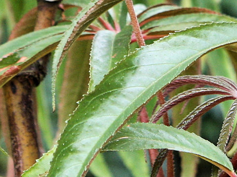 Begonia luxurians