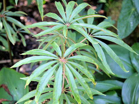 Begonia luxurians