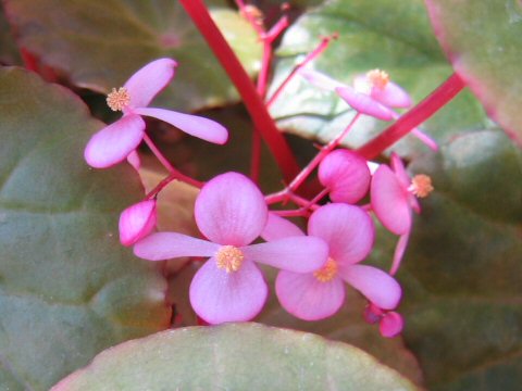 Begonia sp. 'Malaysia #1'