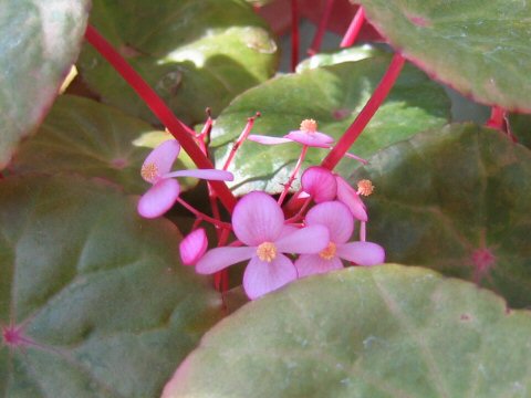 Begonia sp. 'Malaysia #1'