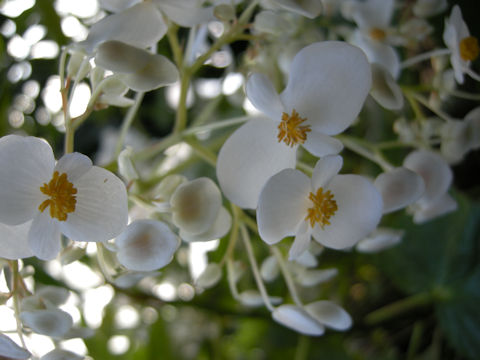 Begonia odorata cv. Alba