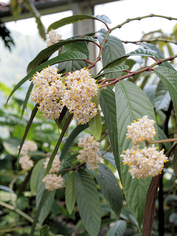 Begonia oxyphylla