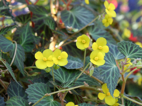 Begonia pearcei