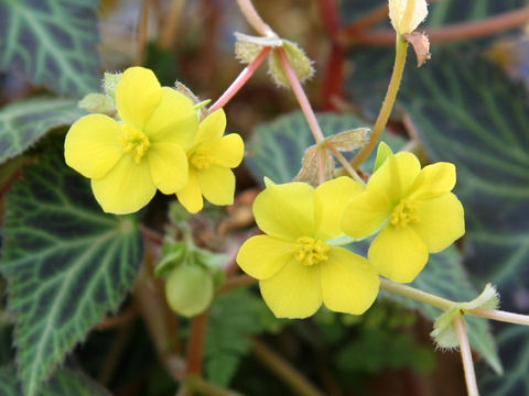 Begonia pearcei