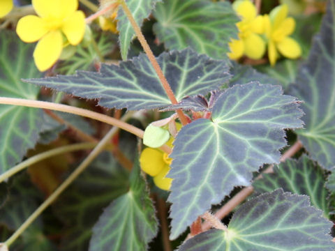 Begonia pearcei