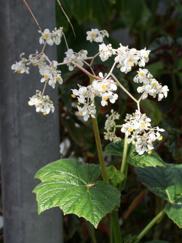 Begonia longipes var. petiolata