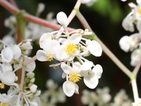 Begonia longipes var. petiolata