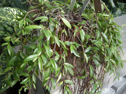 Begonia polygonoides