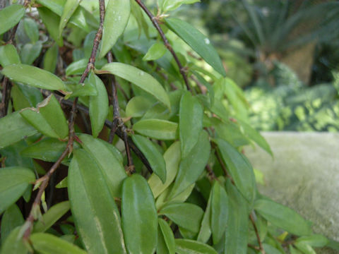 Begonia polygonoides