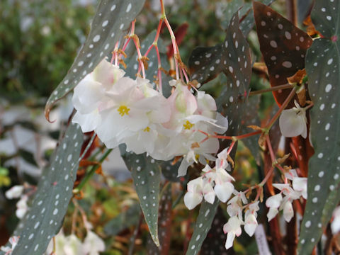 Begonia pseudo-lubbersii