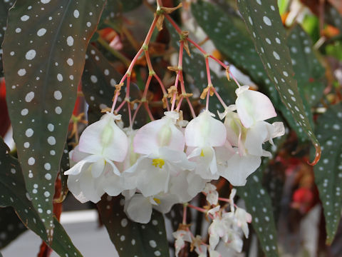 Begonia pseudo-lubbersii