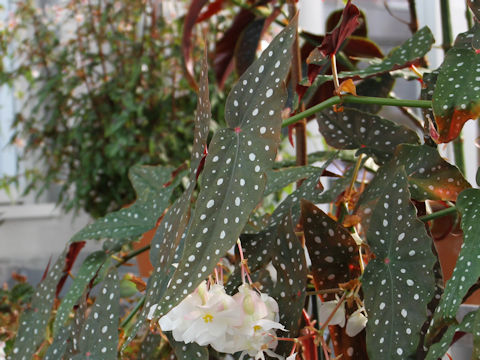 Begonia pseudo-lubbersii