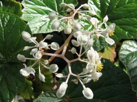 Begonia reniformis