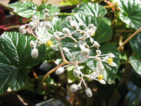 Begonia reniformis