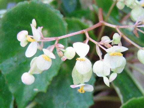 Begonia conchifolia var. rubrimacula