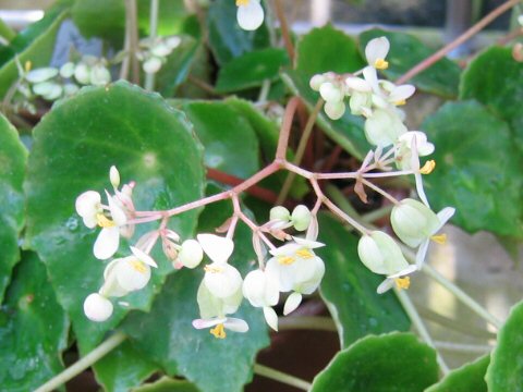 Begonia conchifolia var. rubrimacula