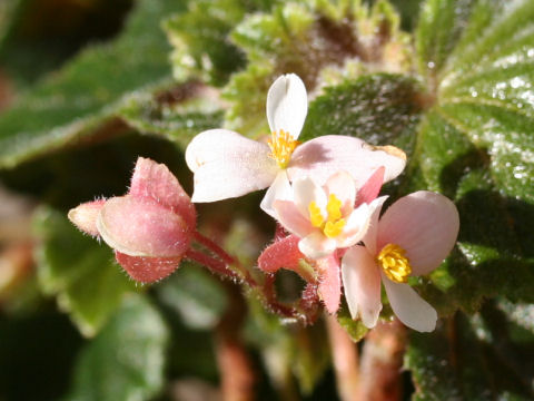 Begonia schmidtiana