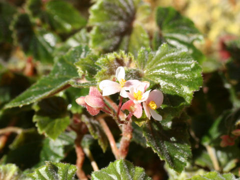 Begonia schmidtiana