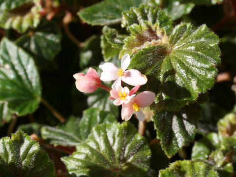 Begonia schmidtiana