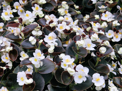 Begonia semperflorens