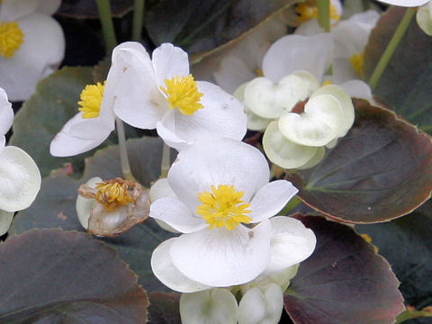 Begonia semperflorens