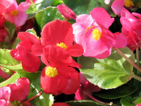 Begonia semperflorens