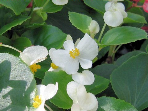 Begonia semperflorens