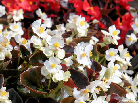 Begonia semperflorens